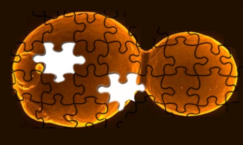 Visual representation of a yeast puzzle.