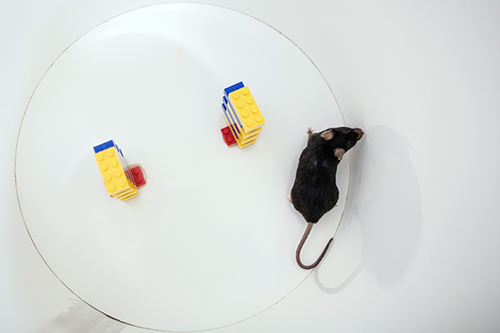 Rat and lego pieces