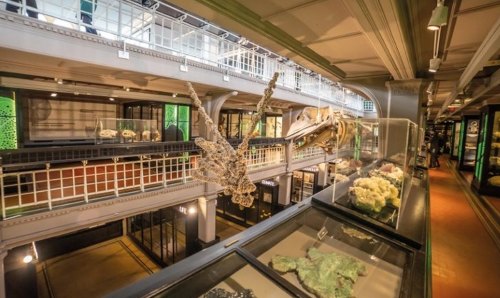 Manchester Museum main hall 
