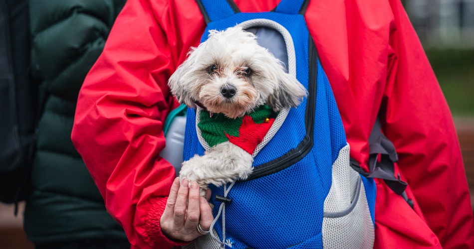 A dog carried in a backpack.