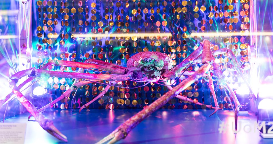 Manchester Museum's spider crab following a disco makeover.