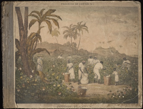‘Cotton Plantation’ image from Progress of Cotton, by James Richard Barfoot in 1840.