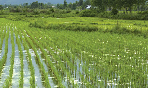 view across a rice field