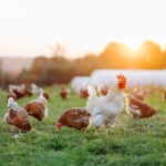 Chickens in a field