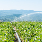 Pipe of an irrigation system through a potatoe field. Photo from iStock.