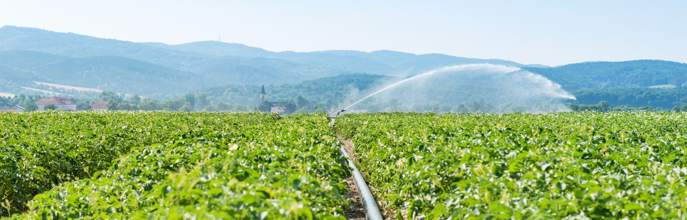 Pipe of an irrigation system through a potatoe field. Photo from iStock.