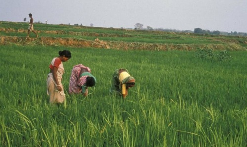 Rice fields