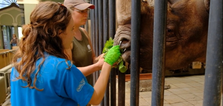 Researchers collecting DNA swabs from a black rhino.