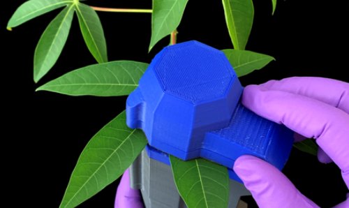 New AI portable sensors help to detect diseases in cassava crops.