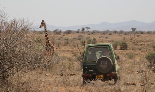 Researchers observing giraffes in Kenya.