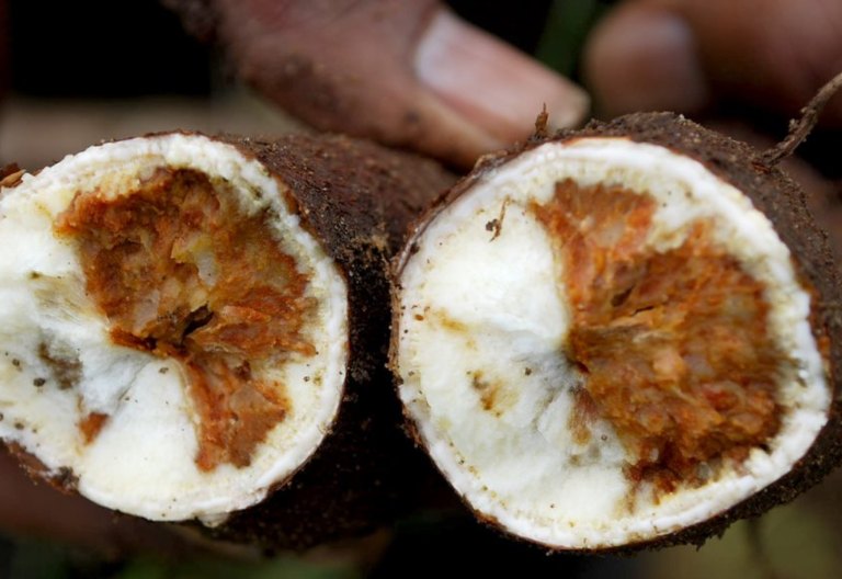 An infected cassava crop.