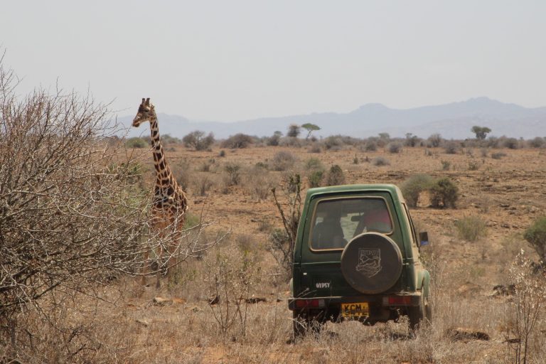 Researchers observe giraffes at Mpala ranch.