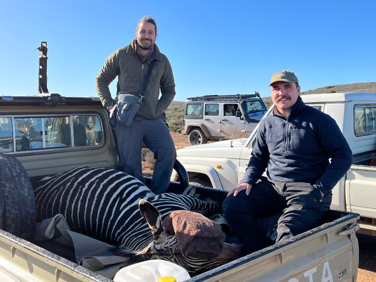 PhD students Jake Britnell and Andrew Halls monitoring a tranquillised pregnant female cape mountain zebra during translocation.
