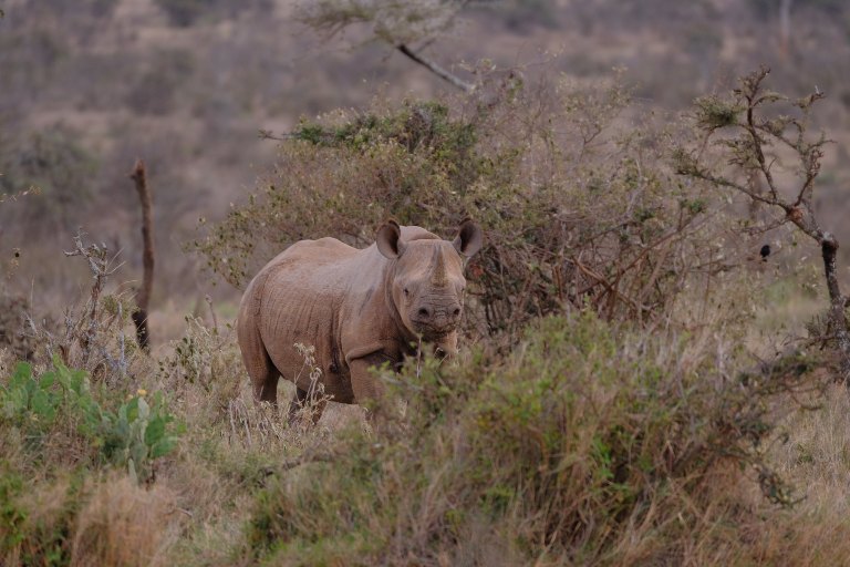 An eastern black rhino in Africa.