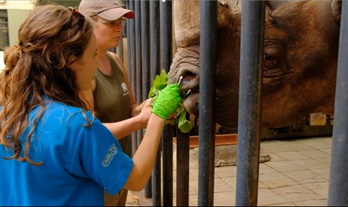 Researchers taking DNA samples from a black rhino's nose using a swab.
