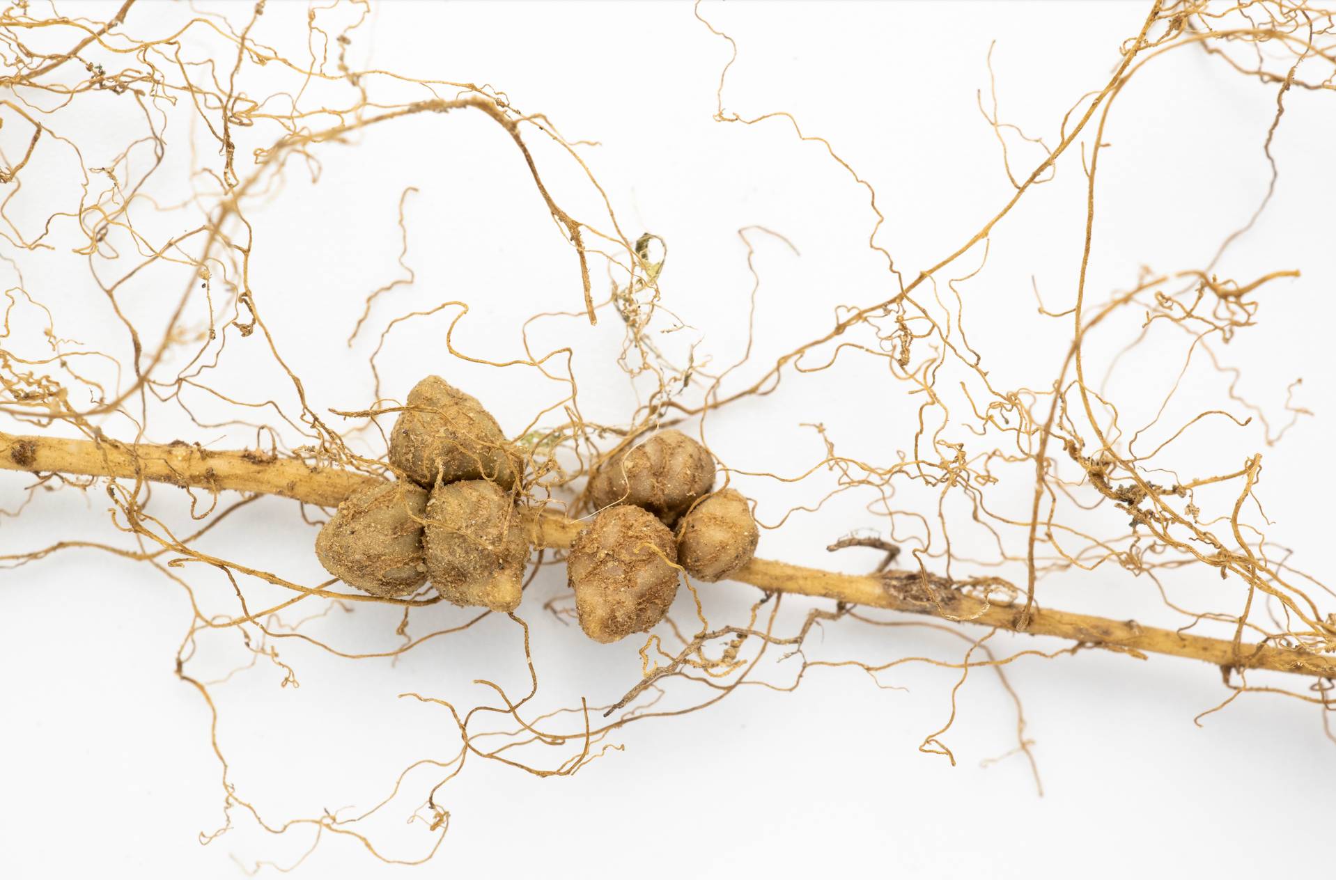 Knobbly tangled roots