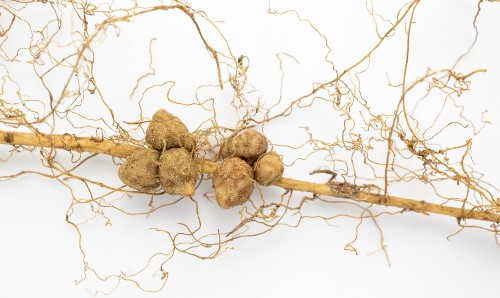 Tangle of roots