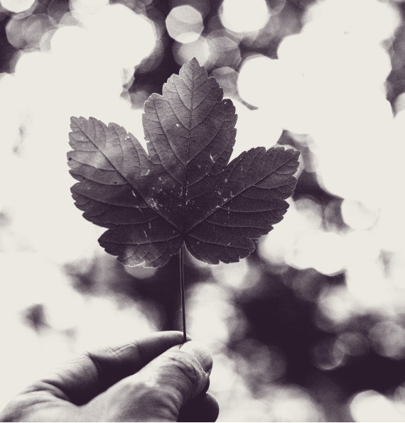 Black-and-white image of a hand holding a leaf.