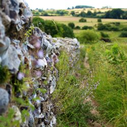 A stone wall in the English countryside. 