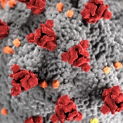 Coronavirus molecule