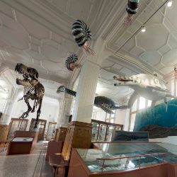 Manchester Museum interior