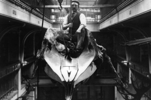 The taxidermist Harry Brazenor sits atop a whale skeleton, 1898