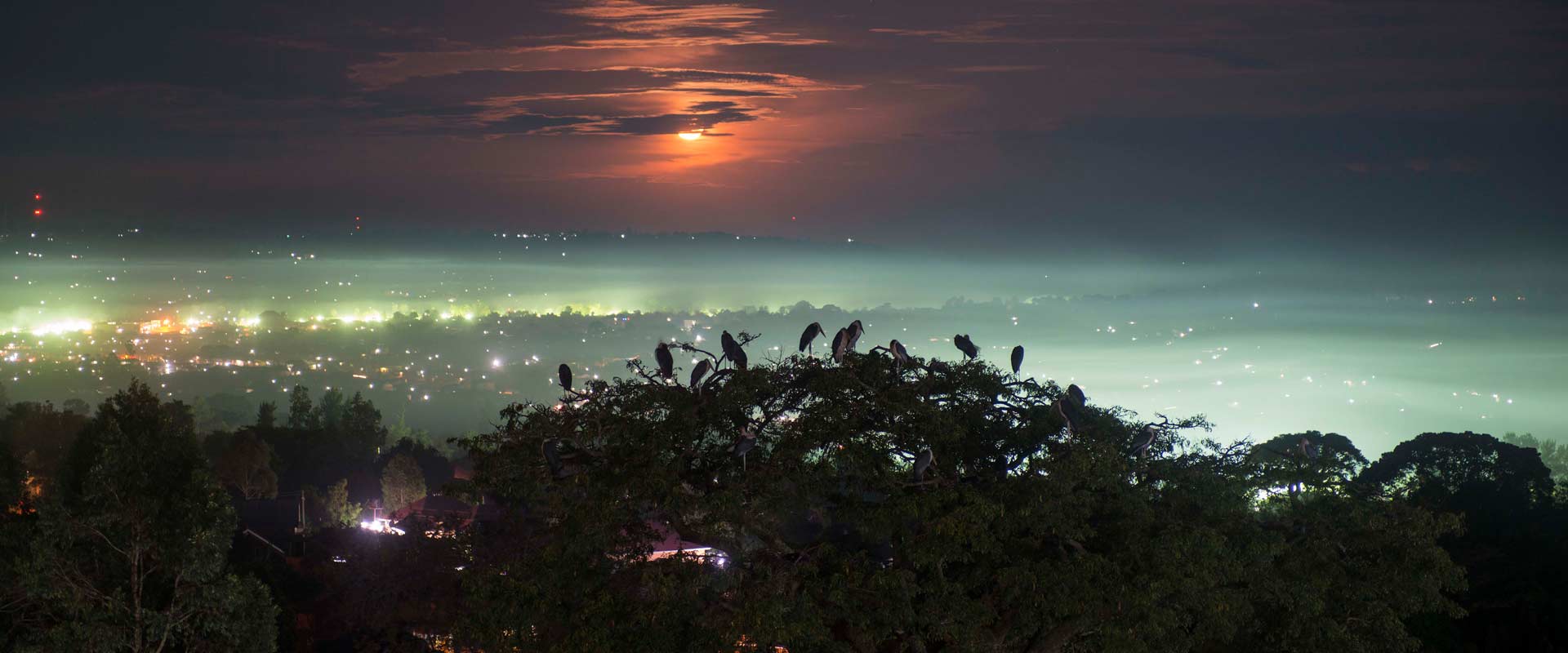 Birds settling in three tops in Masaka at sunset