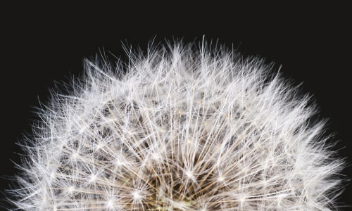 dandelion seed head