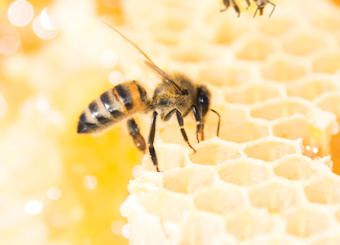 Bee and honeycomb