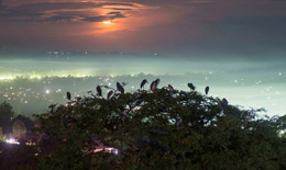 Birds settling in three tops in Masaka at sunset.