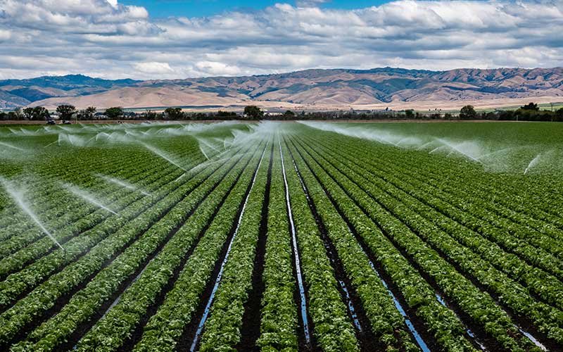 Irrigation systems watering green crops in a large field, symbolising agriculture, tech, and growth.