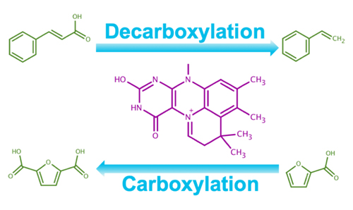 A chemical diagram of decarboxylation and carboxylation