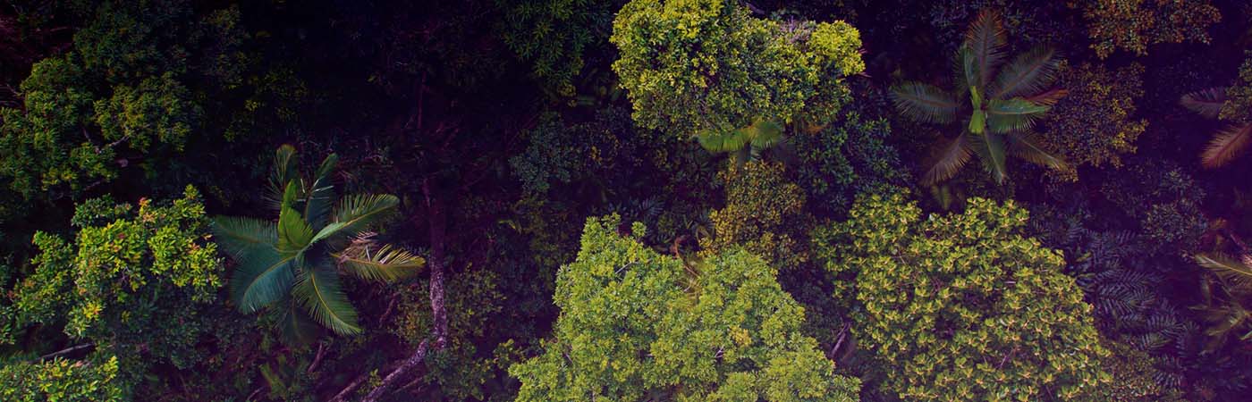An aerial view of green jungle tree tops.