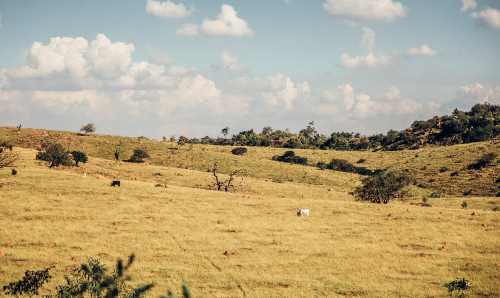 An image of a landscape with yellowing, dry grass and some trees in the background. There are a few goats peppered around the image but are in the distance.