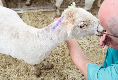 feeding sheep