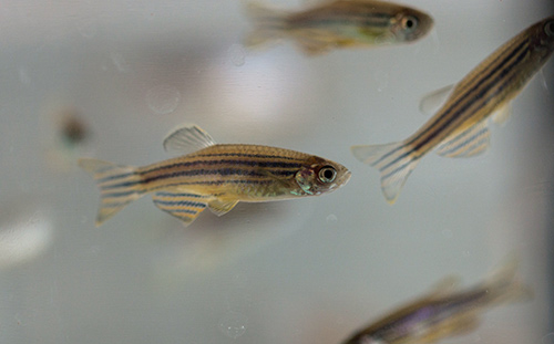 zebrafish