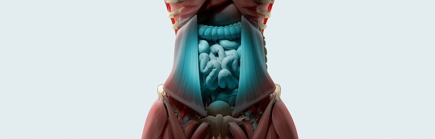 digestive system