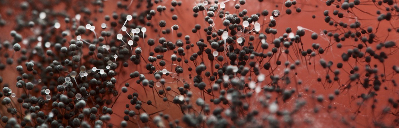 A close-up image of Aspergillus.