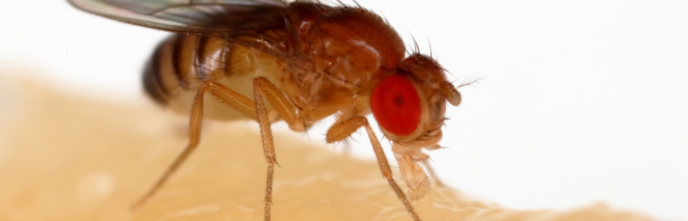 A close-up of a fruit fly.