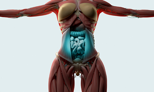 digestive system graphic