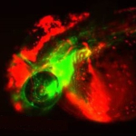 Zebrafish embryo scan