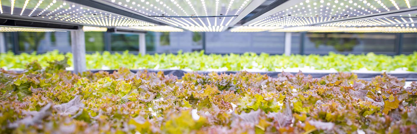 plants growing in a lab
