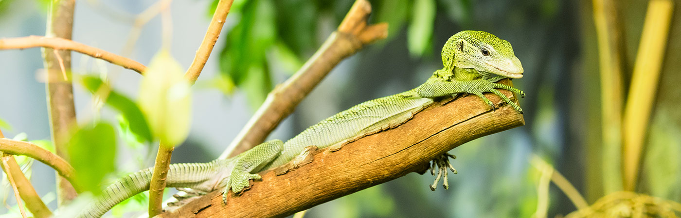 A lizard sitting on a branch - one of the living exhibits in the Manchester Museum