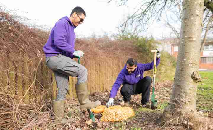 Two students in purple hoodies planting a sapling outdoors using spades.