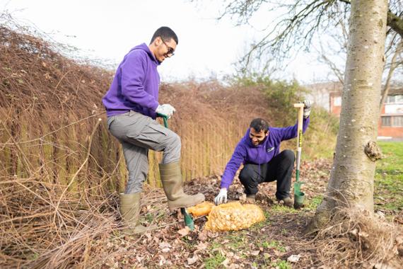 Two students in purple hoodies planting a sapling outdoors using spades.