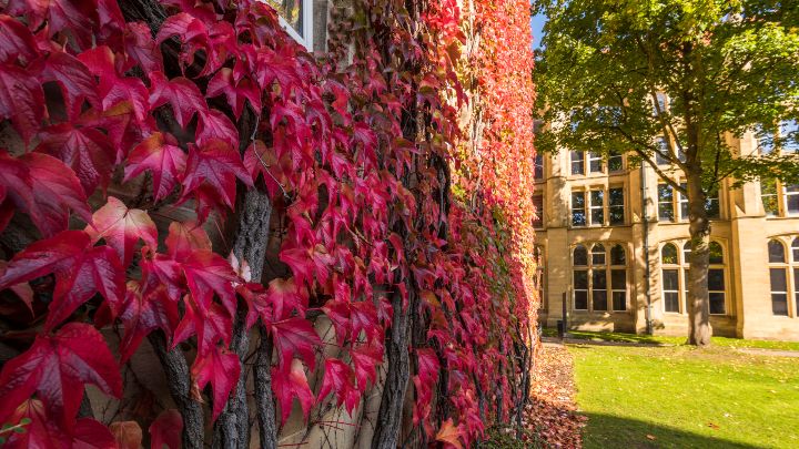 A wall of the John Owens building covered in leaves