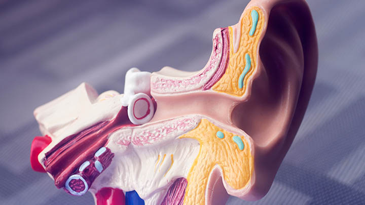 Anatomical model of an ear.