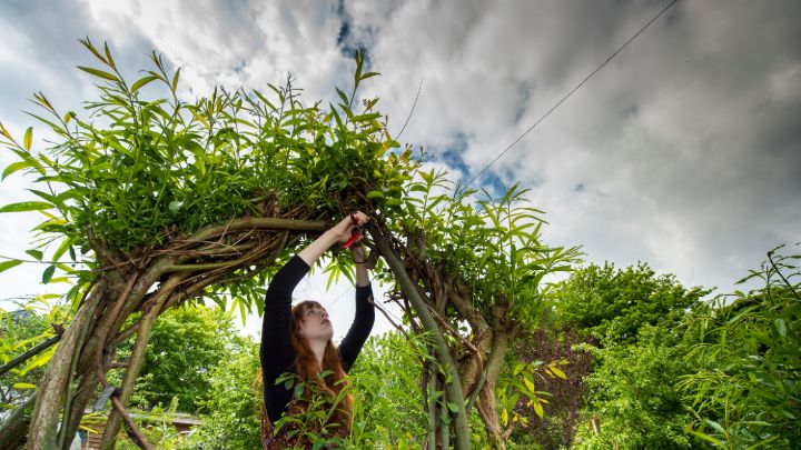 A red-headed girl pruning foliage